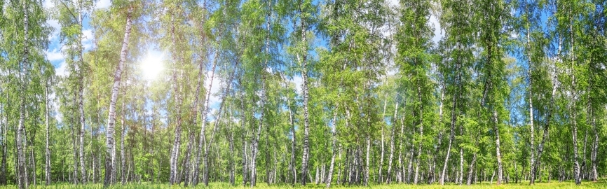 Картина на холсте Березовая роща, арт hd2056501